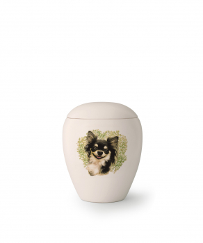 Tierurne Edition Bianco   Rasse: Chihuahua
