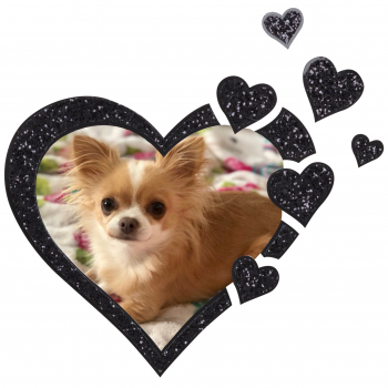 Edition "Star" photo motifs for your pet urn