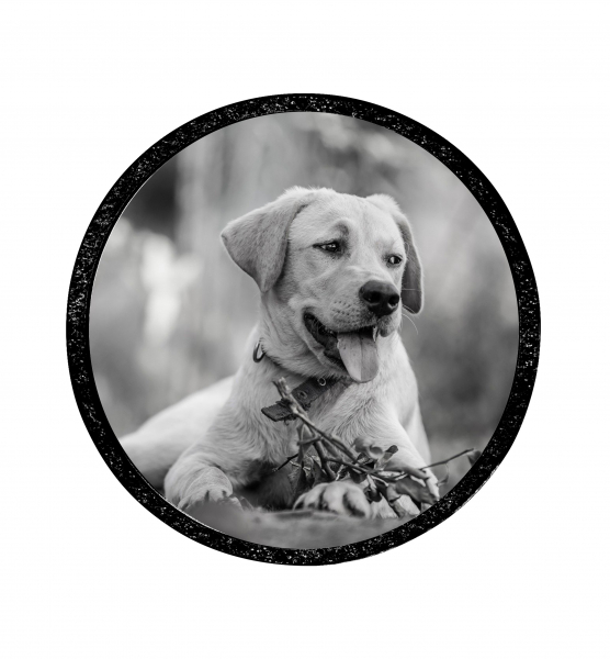 Photo lid Edition "Star" for metal urns with flat lid