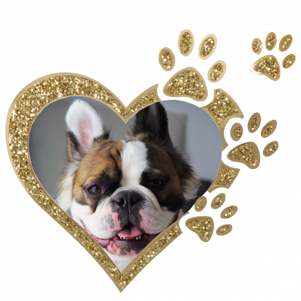 Edition "Star" photo motifs for your pet urn
