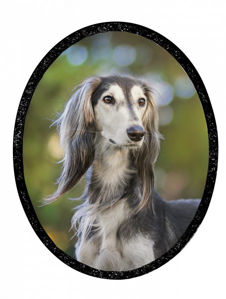 Edition "Star" photo motifs for your pet urn